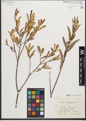 Foto von Salix purpurea L.